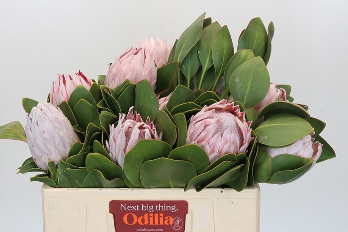 <h4>Protea Cynaroides</h4>