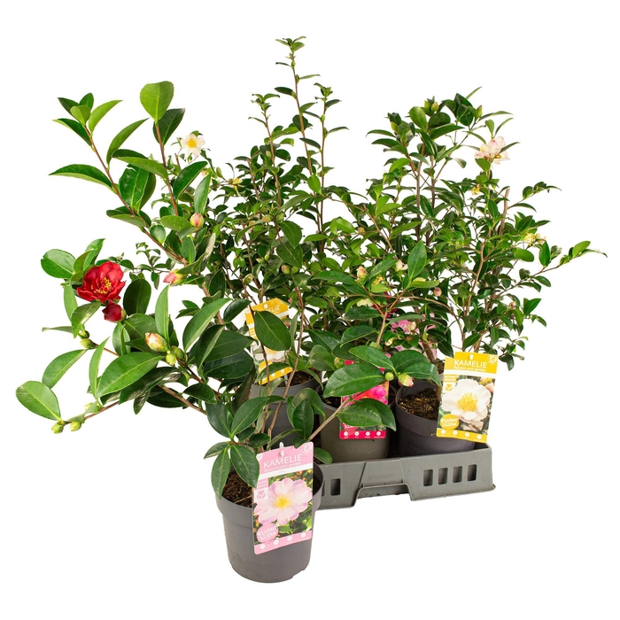 <h4>CAME SASANQUA</h4>