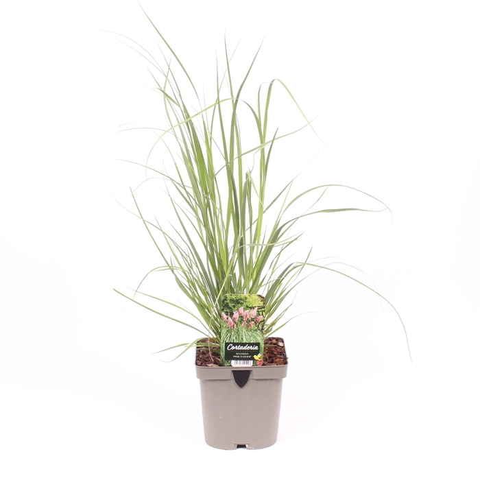 <h4>Cortaderia sell. 'Pink Feather'</h4>