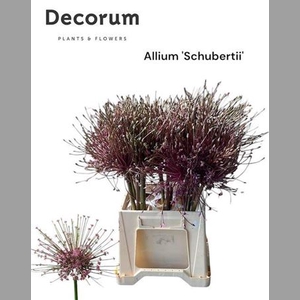 Allium Schubertii Extra