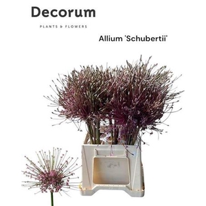 Allium Schubertii
