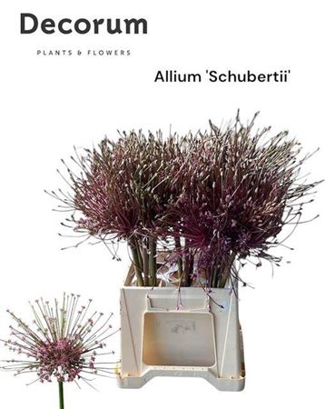 <h4>Allium Schubertii</h4>