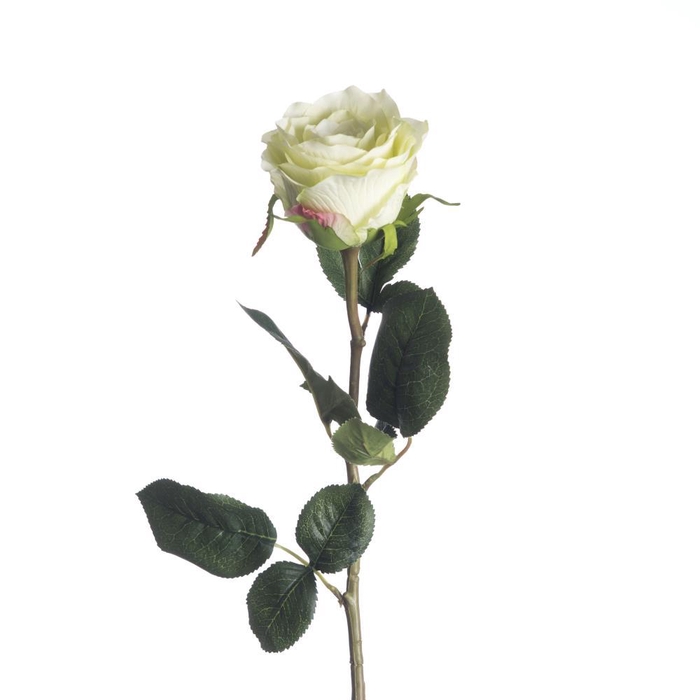 <h4>AF Rosa L68cm Green</h4>