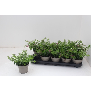 CUPH HYSSOPIFOLIA