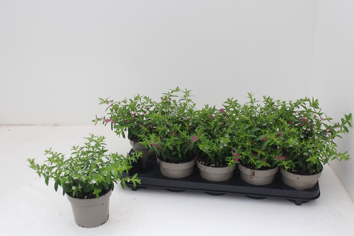 <h4>CUPH HYSSOPIFOLIA</h4>