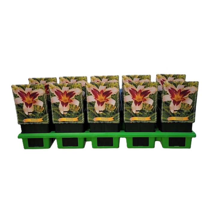 Hemerocallis