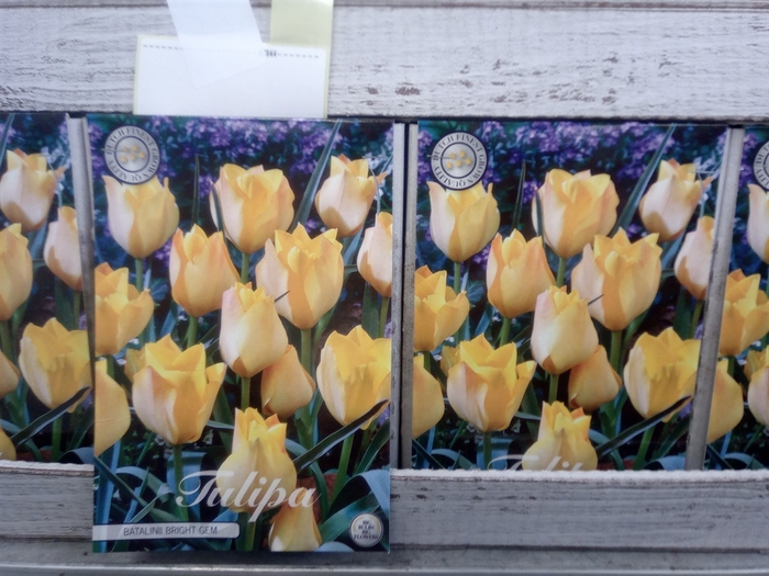 <h4>Tulipa   ...flowerbulbs</h4>