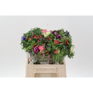 Anem Levante Gemengd