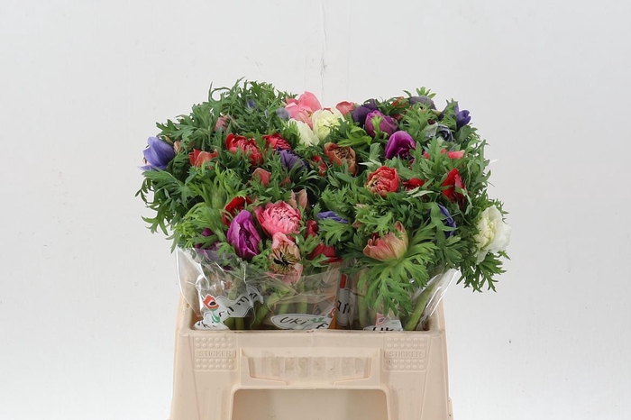 <h4>Anem Levante Gemengd</h4>