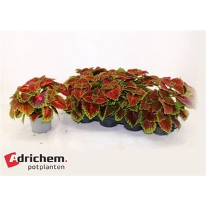 Coleus (Blumei Grp) overig
