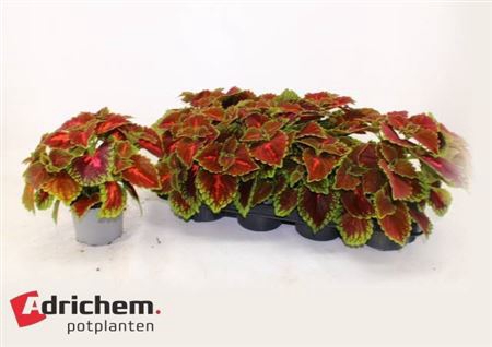 <h4>Coleus (Blumei Grp) overig</h4>