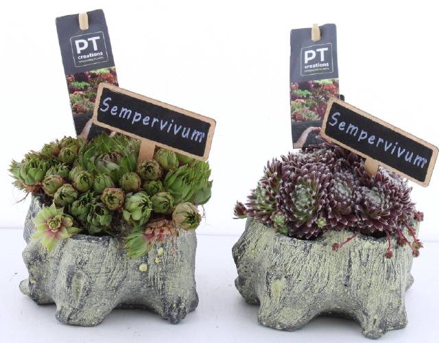 <h4>ARR SEMPERVIVUM</h4>