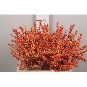 Ilex Ve Ilexia Julia