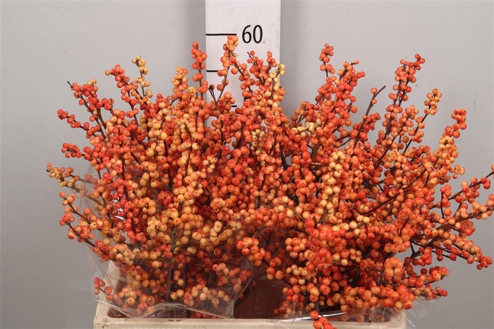 <h4>Ilex Ve Ilexia Julia</h4>