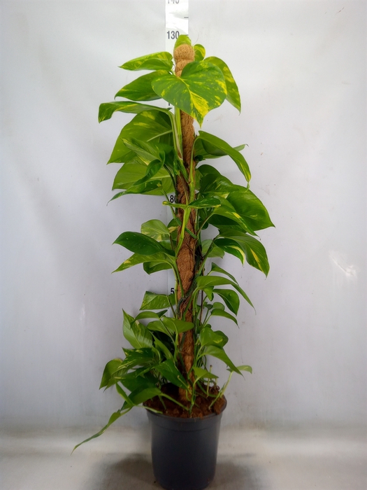 <h4>Epipremnum pinn.   ...moss stick</h4>