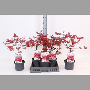 ACER PA BENI-MAIKO