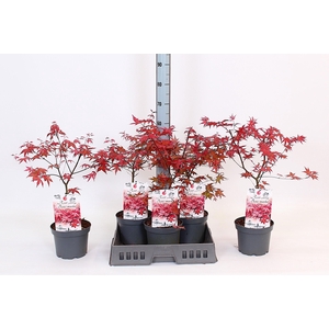 ACER PA BENI-MAIKO