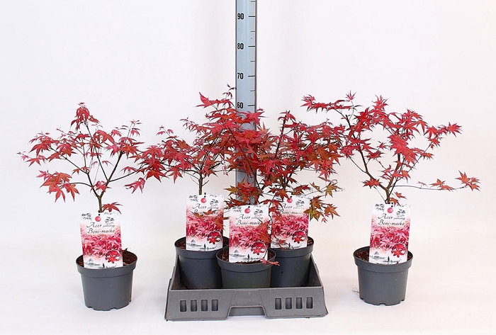 <h4>ACER PA BENI-MAIKO</h4>