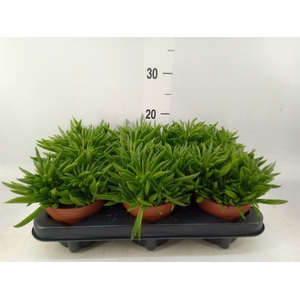 Peperomia ferreyrae 'Happy-Bean'
