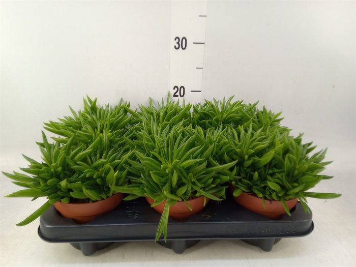 <h4>Peperomia ferreyrae 'Happy-Bean'</h4>