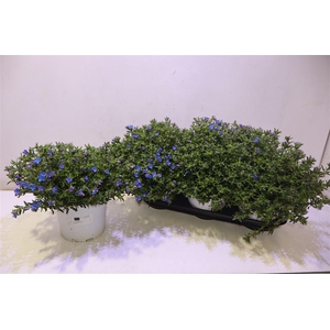 Glando Dif Heaven Bl