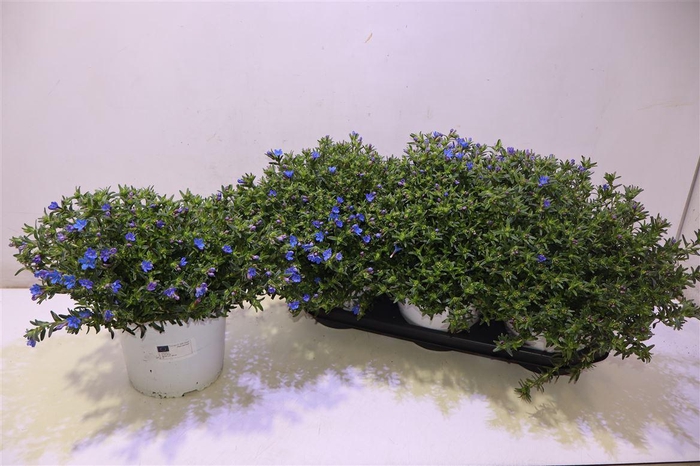 <h4>Glando Dif Heaven Bl</h4>