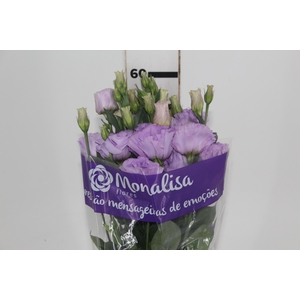 LISIANTHUS CROMA IV LAVANDER