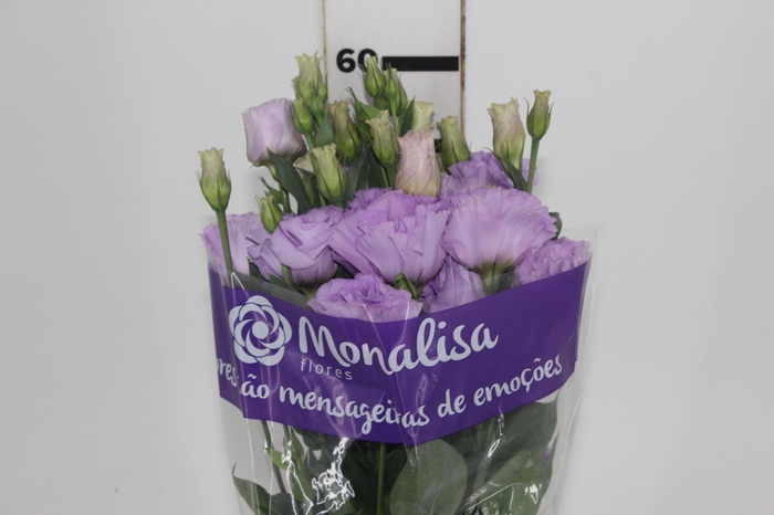 <h4>LISIANTHUS CROMA IV LAVANDER</h4>