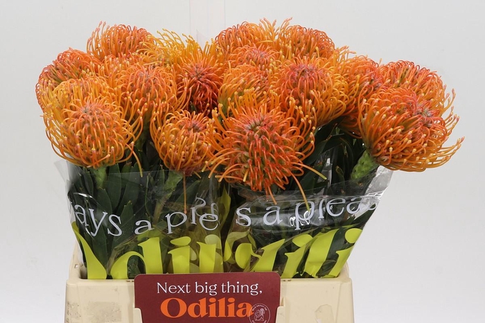 <h4>Nutans Ayoba Peach</h4>