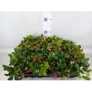 Gaultheria proc.
