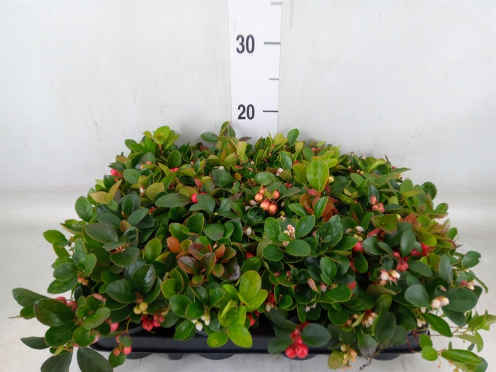 <h4>Gaultheria proc.</h4>