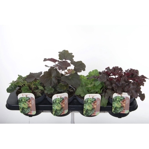 Heuchera mix