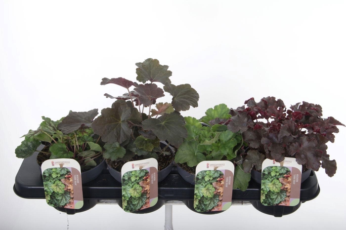 <h4>Heuchera mix</h4>