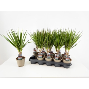 DRA MARGINATA