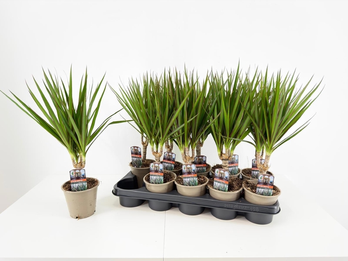 <h4>DRA MARGINATA</h4>