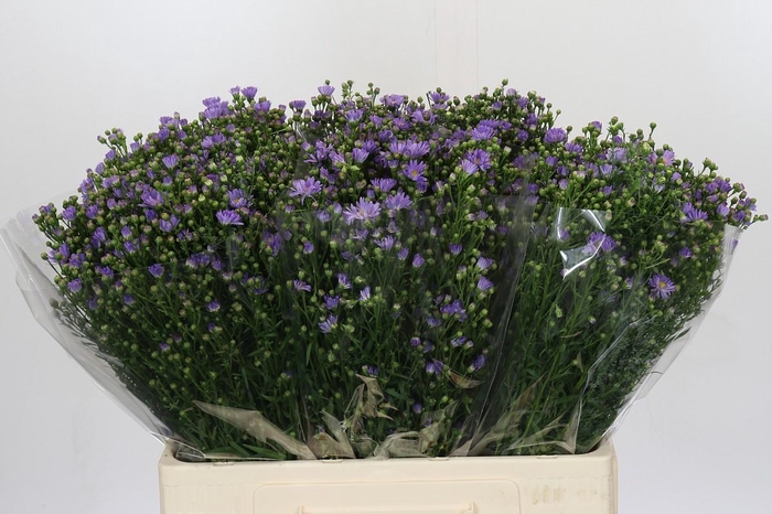 <h4>Aster Cassandra</h4>