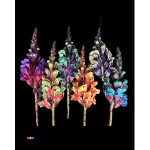 Antirrhinum Mixed