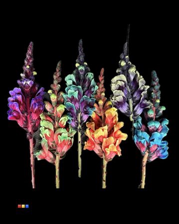 <h4>Antirrhinum Mixed</h4>