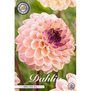 Dahlia Wine Eyed Jill x1