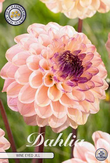 <h4>Dahlia Wine Eyed Jill x1</h4>