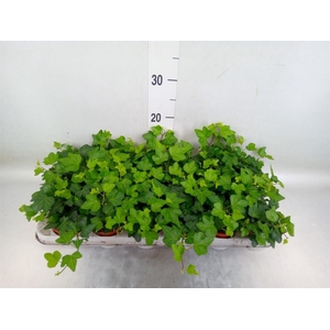 Hedera helix 'Wonder'