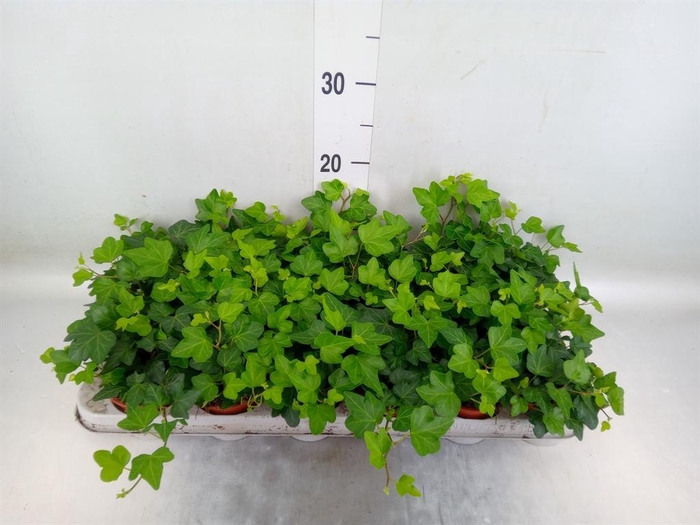 <h4>Hedera helix 'Wonder'</h4>