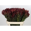 Leucadendron Safari Sunset