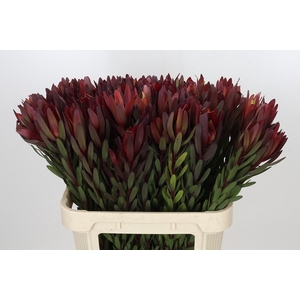 Leucadendron Safari Sunset