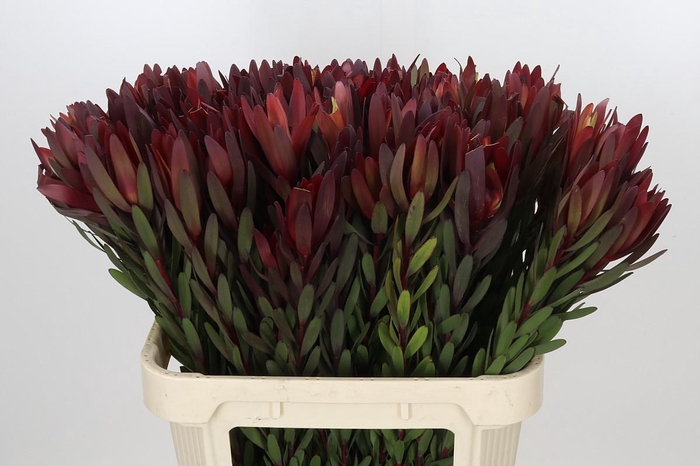 <h4>Leucadendron Safari Sunset</h4>