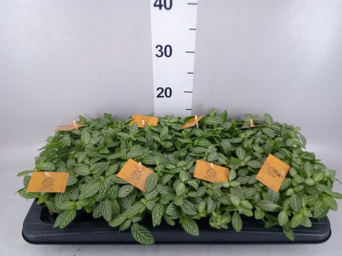 <h4>Fittonia verschaf.</h4>