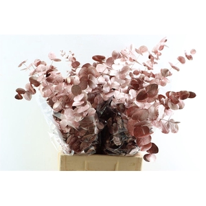 Euca Cinerea Metal Red P Bunch