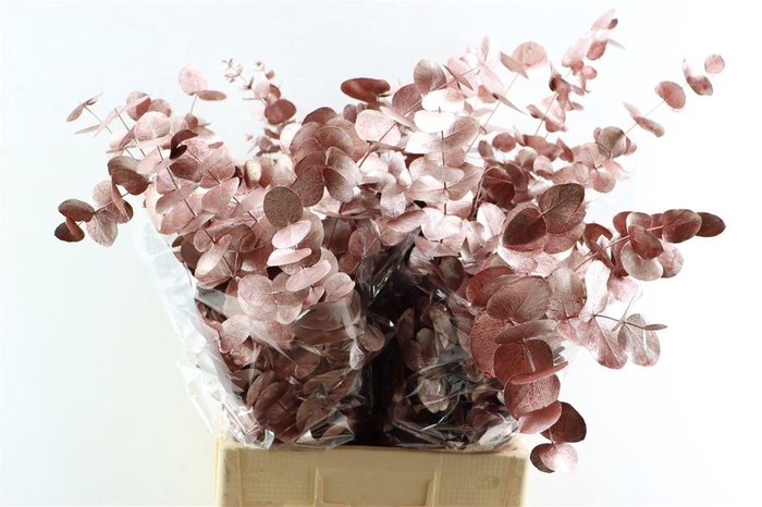 <h4>Euca Cinerea Metal Red P Bunch</h4>