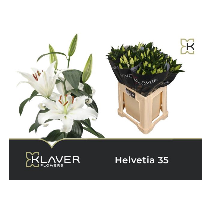 <h4>Li Or Helvetia</h4>