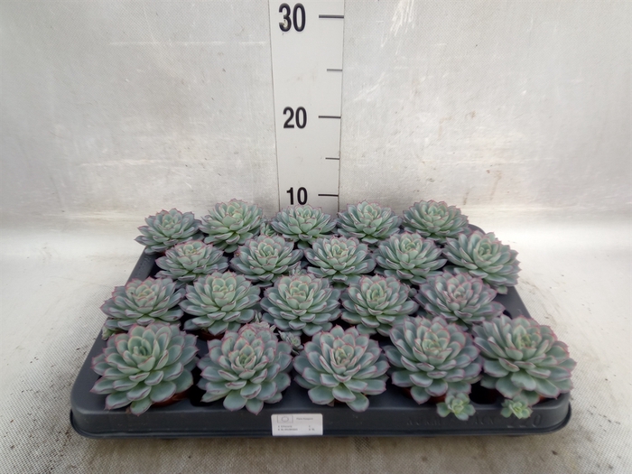 Echeveria   ...not flowering